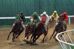 Image of horse race