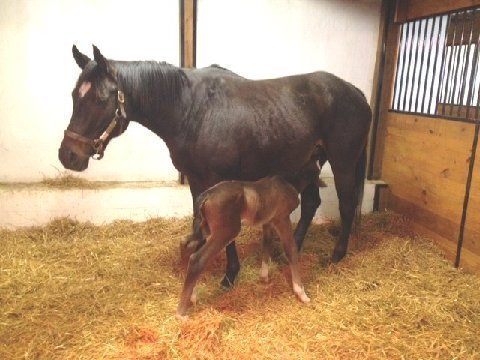 Foal of Uptowntowncharlybrown and Glorious Union
