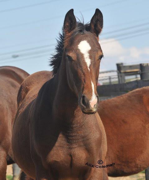 Picture of Uptowncharlybrown foal