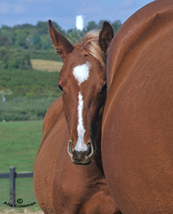 Picture of Uptowncharlybrown foal